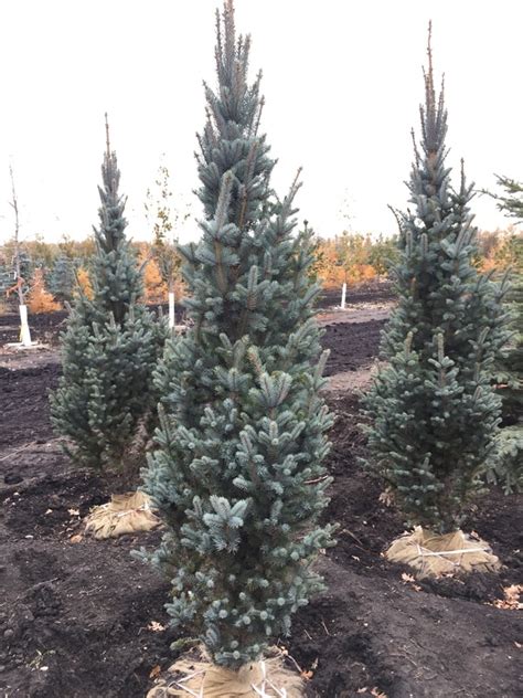 Columnar Evergreen Trees For Small Gardens Garden Ftempo