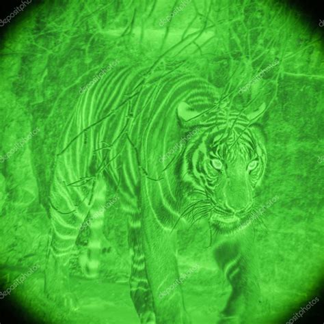 Tiger By Night Vision Stock Photo By ©hypotekyfidlercz 83104942