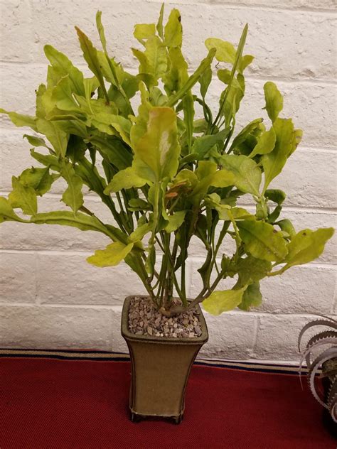 British cactus & succulent society: Mini-Show Results July 2017 - SCCSS