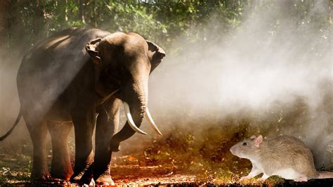 Elephants Are Scared Of Mice Elephants Are Emotional And They Are
