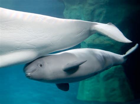 Isnt She Lovely Gender Of Baby Beluga Whale Revealed Its A Girl