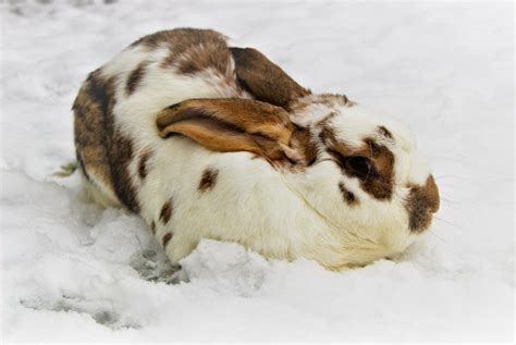 Snow Bunny Cute Animal Pictures Dwarf Bunnies Cute Animals