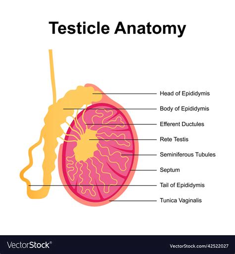 Testis Anatomy Model