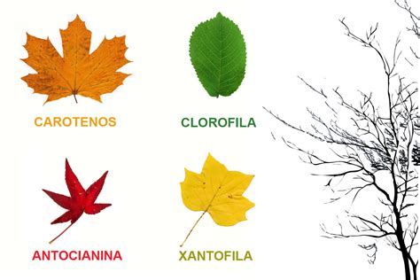 Por qué cambian de color las hojas durante el otoño galicianGarden