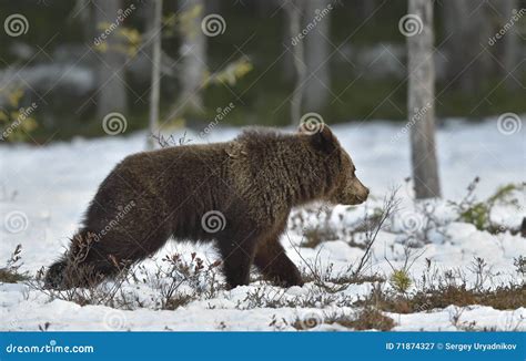 Brown Bear Ursus Arctos Running On A Snow Stock Image Image Of
