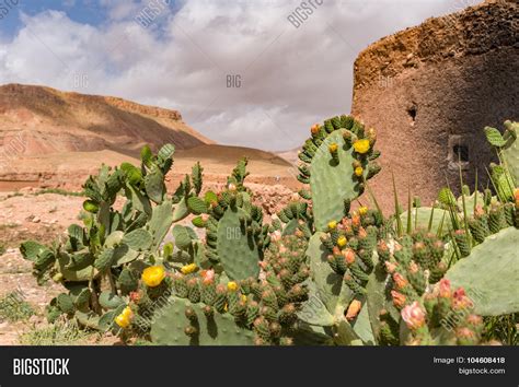 It doesn't hurt the plant and in fact may even help it. Africa, Morocco - Fig Cactus Plant Image & Photo | Bigstock