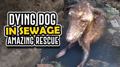 Dying Dog In Sewage Got Rescued Youtube