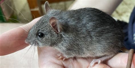 Top 115 Animals That Look Like Rats