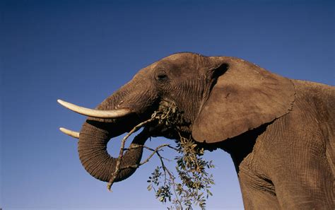 African Elephant Species Wwf