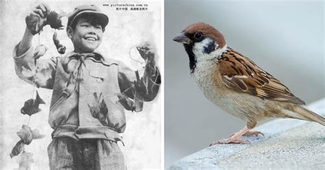 Mao Zedongs Sparrow Campaign Caused One Of The Worst Environmental