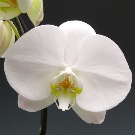 Orchid Plants White Phalaenopsis Orchidaceous Orchid Blog