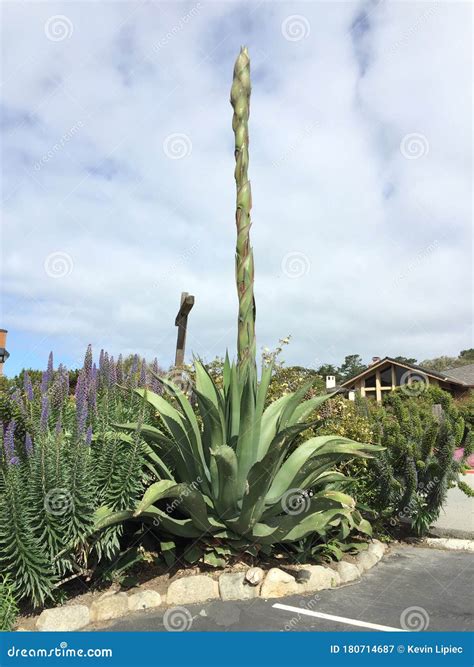 Tall Stalk Agave Plant Mission Carmel California Usa Stock Image