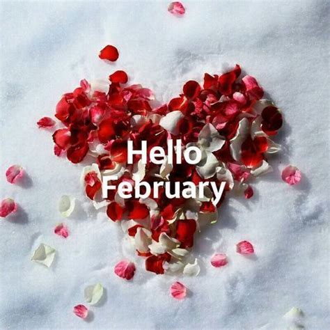 Heart Rose Petal Hello February Quote Pictures Photos And Images For