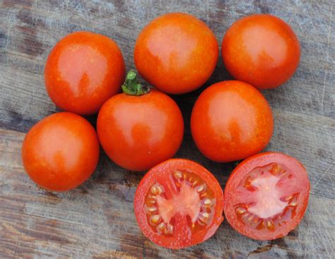 Amys Sugar Gem Tomato 016 G Southern Exposure Seed Exchange