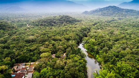 Mayombe Forest Under Pressure From Illegal Logging Rainforest