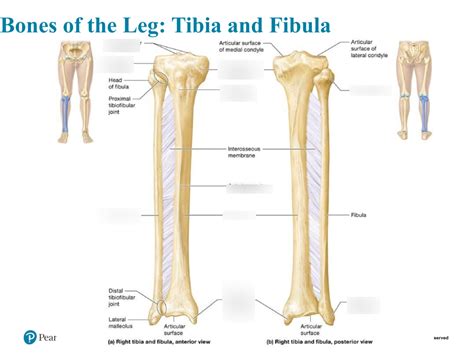 Tibia And Fibula Diagram Quizlet