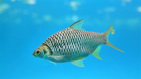 Fish Facts Java Barb Barbonymus Gonionotus The Jump