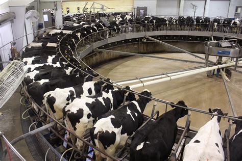 Inside The Indiana Megadairy Making Coca Colas New Milk Kqed