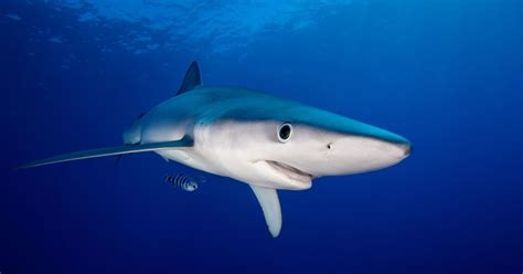 Rare Blue Shark Spotted In Cornwall Huffpost Uk News