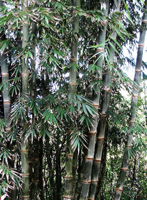 Dendrocalamus Strictus — Guadua Bamboo