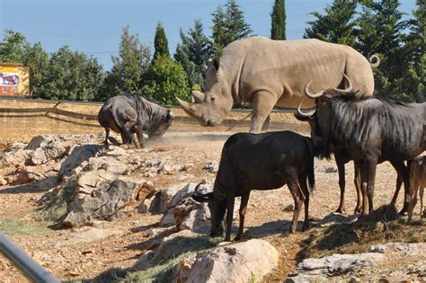 Parc Animalier De La Barben Nature Et Zoo Lactualité Des Zoos