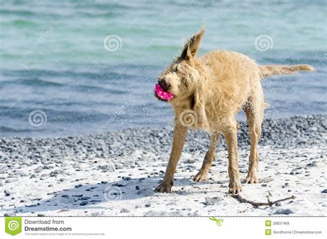 Dog Shaking The Water Off Stock Image Image Of Shakes