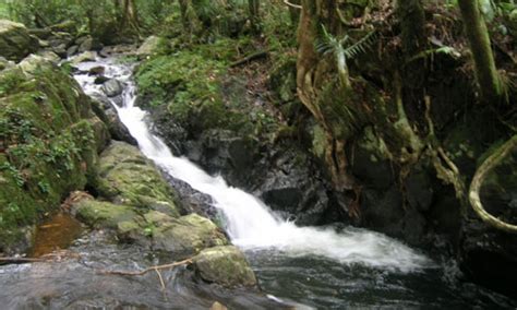 Sinharaja Rain Forest Trekking Day Tour Chamotours