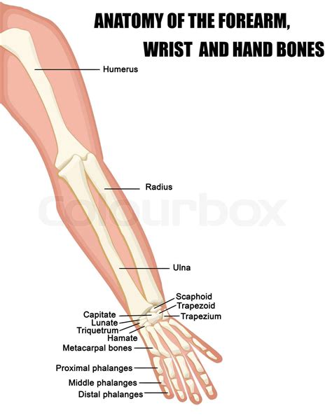 Anatomy of the Forearm, Wrist and Hand Bones | Stock vector | Colourbox