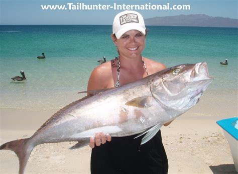 Amberjack Details Ms Fish Finder