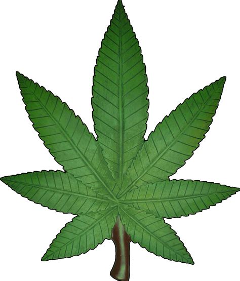 Png Weed Leaf Png Image Collection
