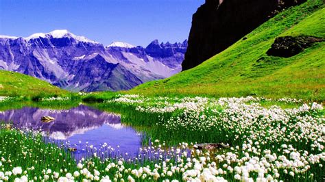 Lake Surrounded By White Spring Flowers With Reflection On Water Hd