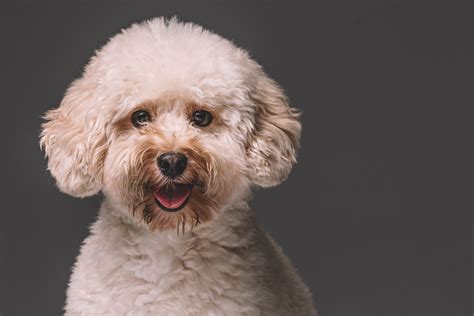 Examine This Report On Poodles 6 Interesting Facts About These Glamorous Pups Telegraph