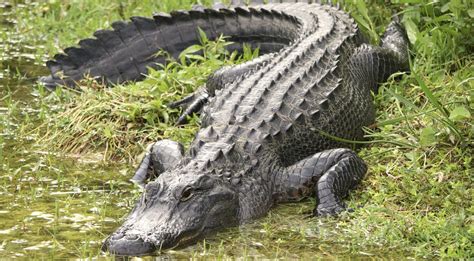 Officers Kill 13 Ft Alligator After Human Bodys Spotted In Its Jaws