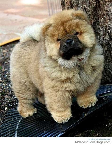 Chow Mix Puppies 79 Types Of Chow Chow Breeds L2sanpiero We Are
