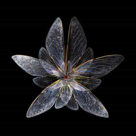 Insects Wings Photos Are Manipulated To Look Like Blooming