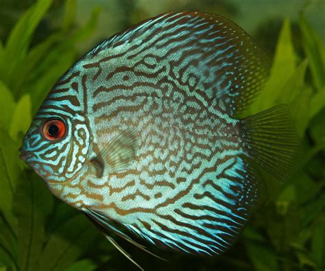 Discus Fish Wikipedia With Images Discus Fish