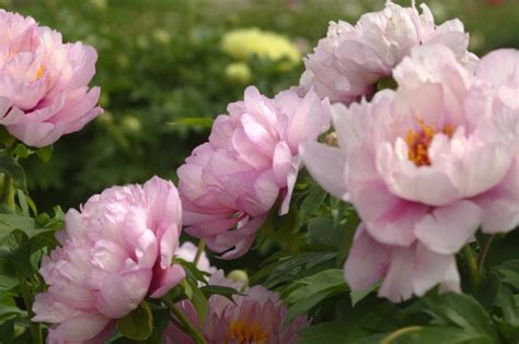 China Selects Peony As National Flower Cn