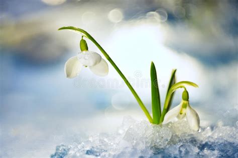 Snowdrop Flower In Melting Snow Stock Photo Image Of