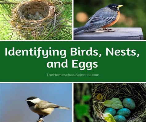 How To Identify Bird Nests Garden Birds Uk