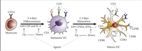 Dendritic Cell Dc Generation And Maturation Schemati Open I