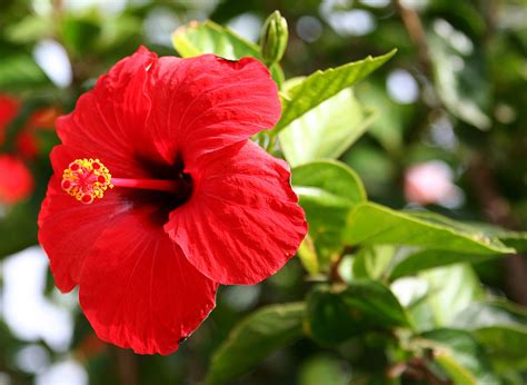 Hibiscus Rosa Glissando Garden Center