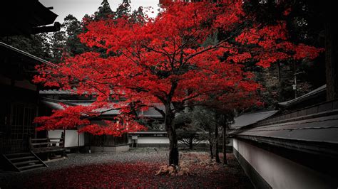 Wallpaper Japan House Tree Red Leaves Autumn 1920x1200 Hd Picture