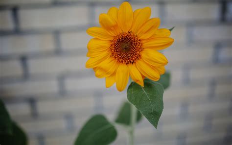 Download Wallpaper 3840x2400 Sunflower Bud Petals Bloom Blur 4k