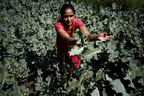 FAO News Article Nepal Enshrines The Right To Food In New Constitution