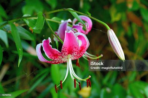 Japanese Lily Lilium Speciosum Var Rubrum Stock Photo Download Image