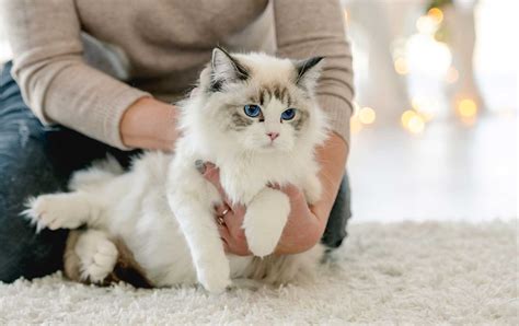 Everything You Need To Know About Ragdoll Cats