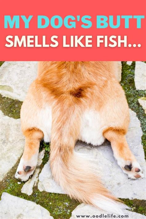 My Dogs Butt Smells Like Fish Explained Oodle Life