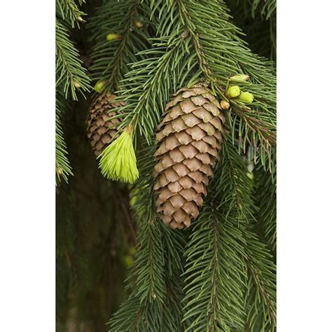 Monrovia Weeping Norway Spruce Foundationhedge Shrub In Pot With Soil