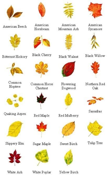 Fall Leaf Guide Tree Identification Leaf Identification Identifying