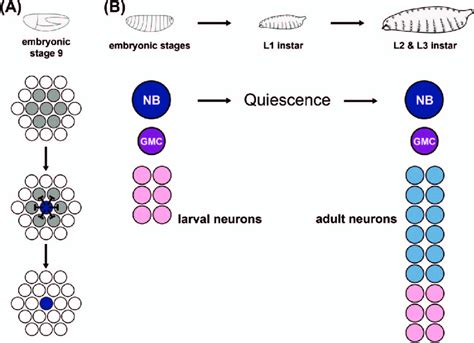 Embryonic And Postembryonic Development Of Drosophila Neuroblasts A